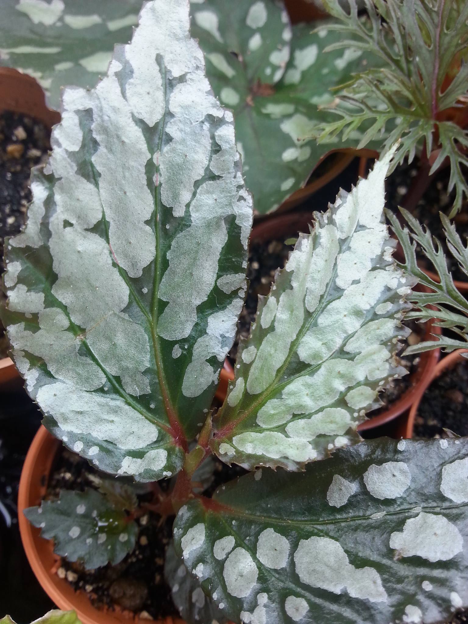 B. paoana